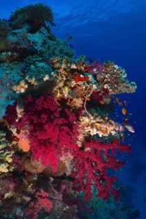 Klunzinger's tree coral