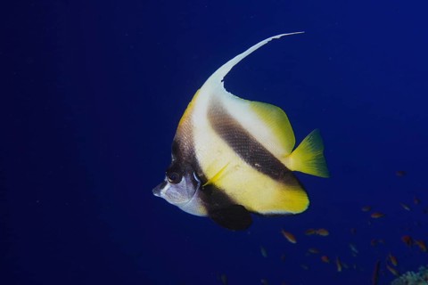 Red sea bannerfish