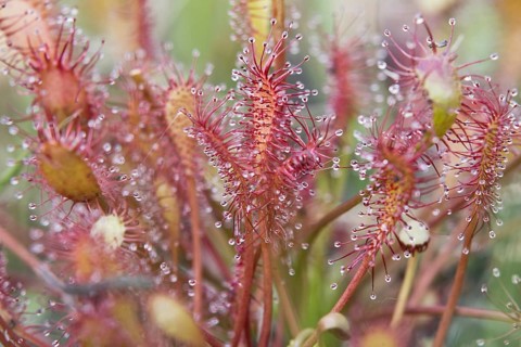 Oblong-leaved sundew