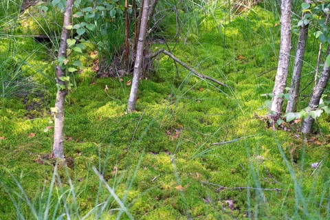 Peat moss