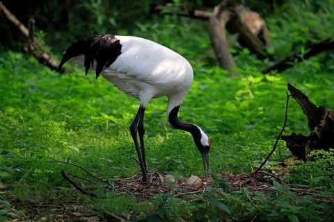 Red-crowned crane