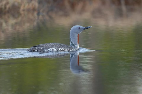 Red-throated diver