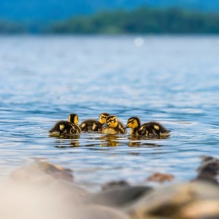 Nestlings of Mallard Duck