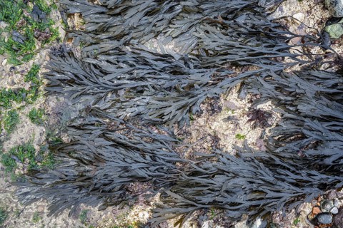 Saw kelp