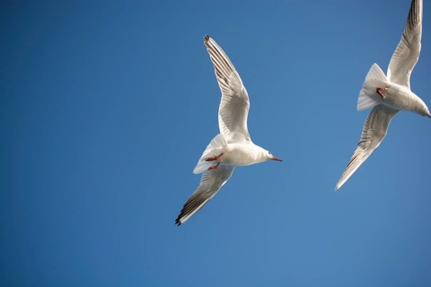 Pair of seagulls flying in blue a sky background