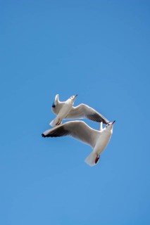 Pair of seagulls flying in the sky background