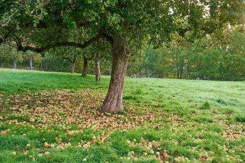 Apple tree