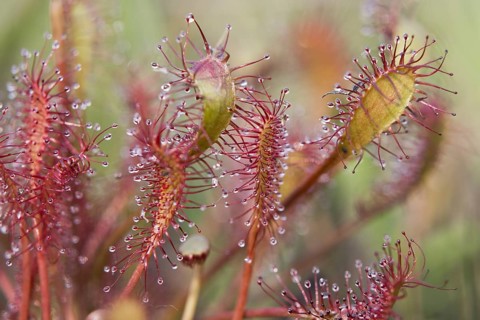 Oblong-leaved sundew