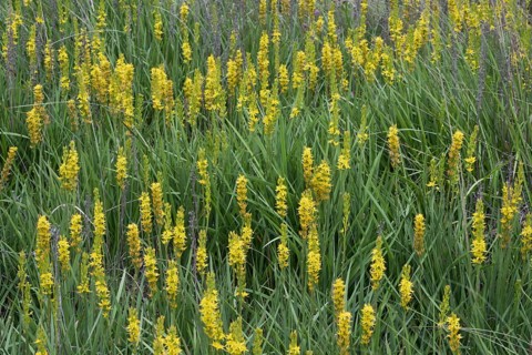 Bog asphodel