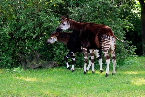Okapi