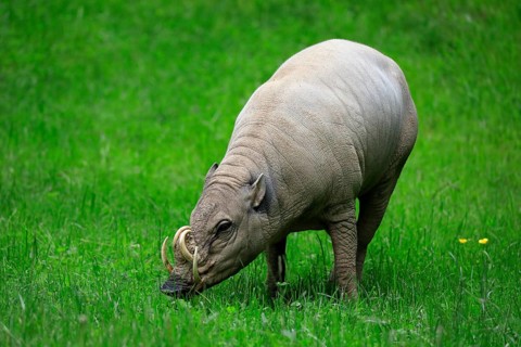 North sulawesi babirusa