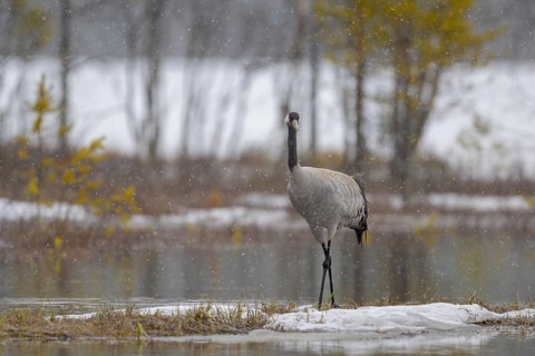 Crane