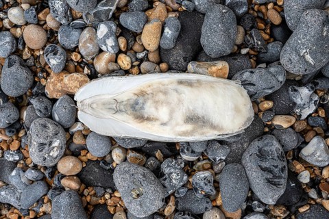 Washed-up cuttlebone among flints on the coast of St Margaret's at Cliffe