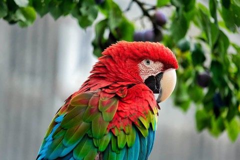 Red-and-green macaw