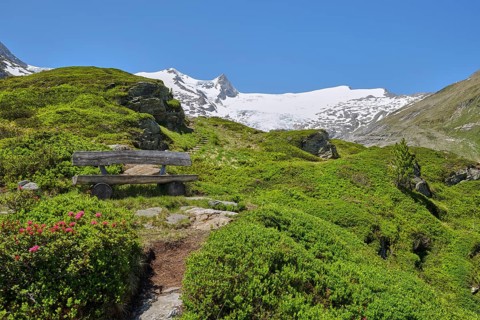 Grossvenediger with alpine roses and bench