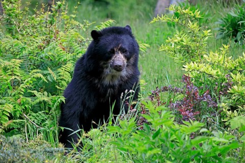Spectacled bear
