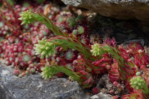 Common fringed houseleek