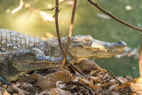 Nile crocodile in the sacred crocodile pool of Kachikally