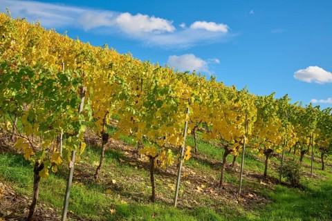 Vineyard