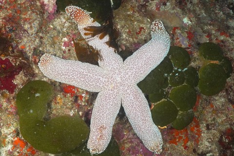Catalas starfish