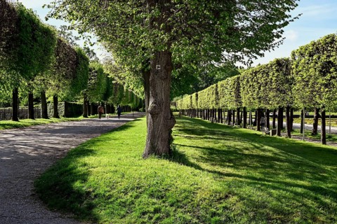Pruned trees in Bruehl Castle Park