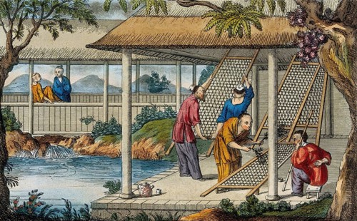 A Chinese tea plantation with workers cleaning the racks on which the leaves are placed to dry