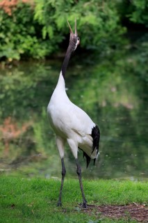 Red-crowned crane