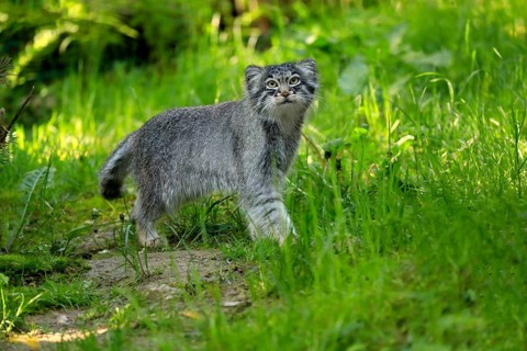 Manul