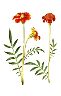 Low student flower