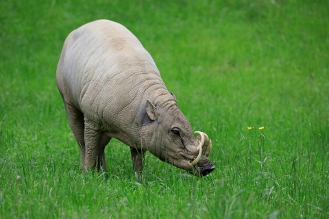 North sulawesi babirusa