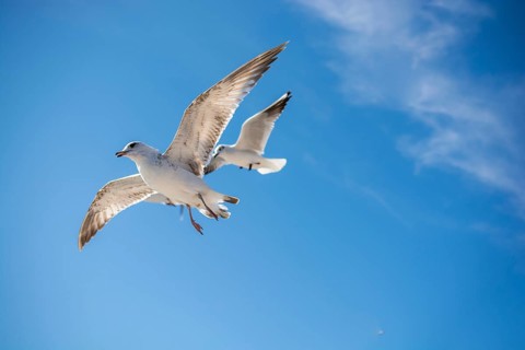 Pair of seagulls are flying in sky over the sea waters