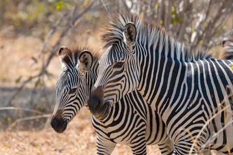 Plains Zebra of the subspecies crawshay's zebra