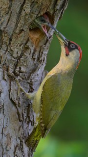 European green woodpecker