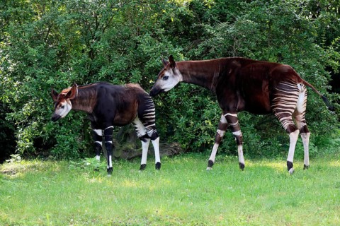 Okapi
