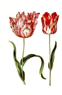 Garden tulip
