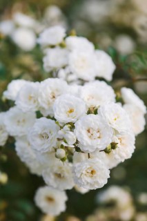 White hedge roses