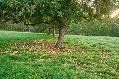 Apple tree