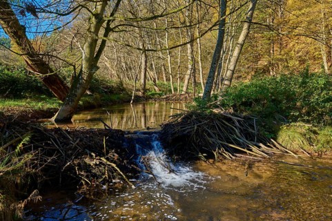 Brook