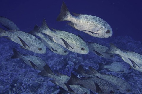 Shoal