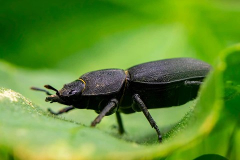 Lesser stag beetle