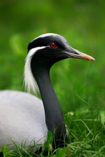 Demoiselle crane