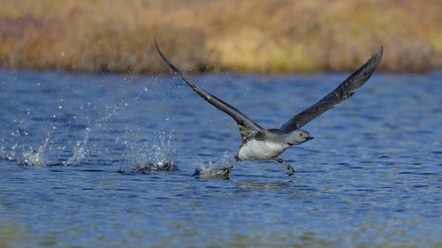 Red-throated diver