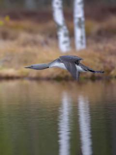 Red-throated diver