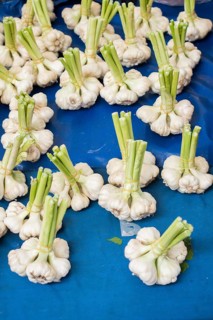 Bunch of garlic bulbs at the market place