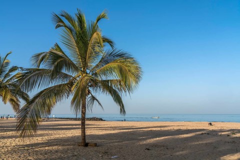 Coconut trees on the beach of Cape Point