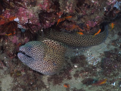 Laced moray