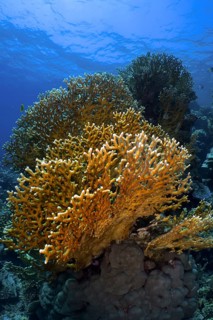 Mesh Fire Coral