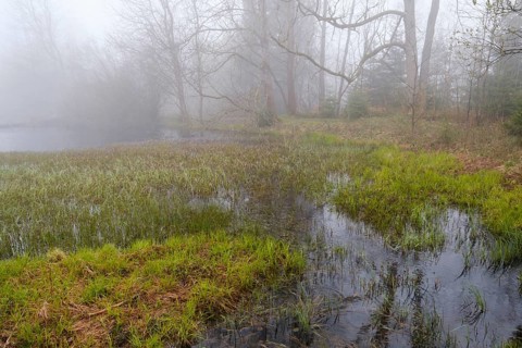 Landscape in the fog at Marienteich