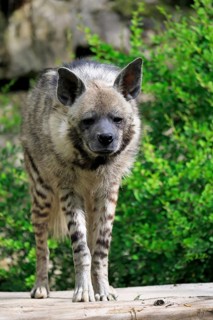 Striped hyena