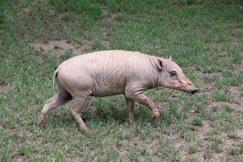 North sulawesi babirusa